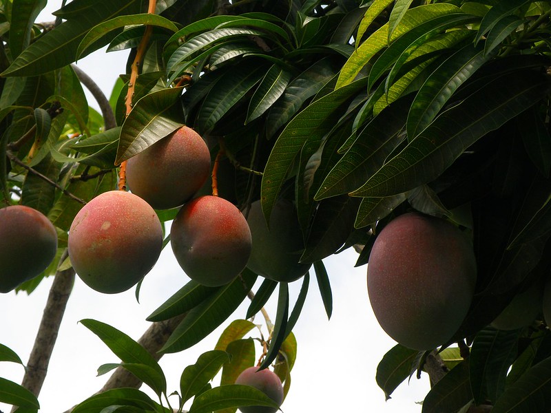 Mango – India’s Divine Fruit