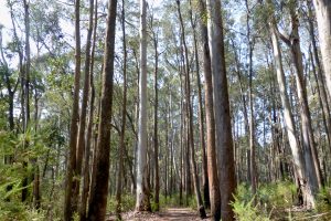 Stringybark Creek, Victoria