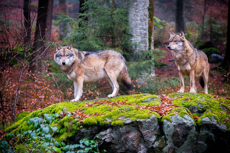 Romania’s “Big Three”: Bears, Wolves and Lynx