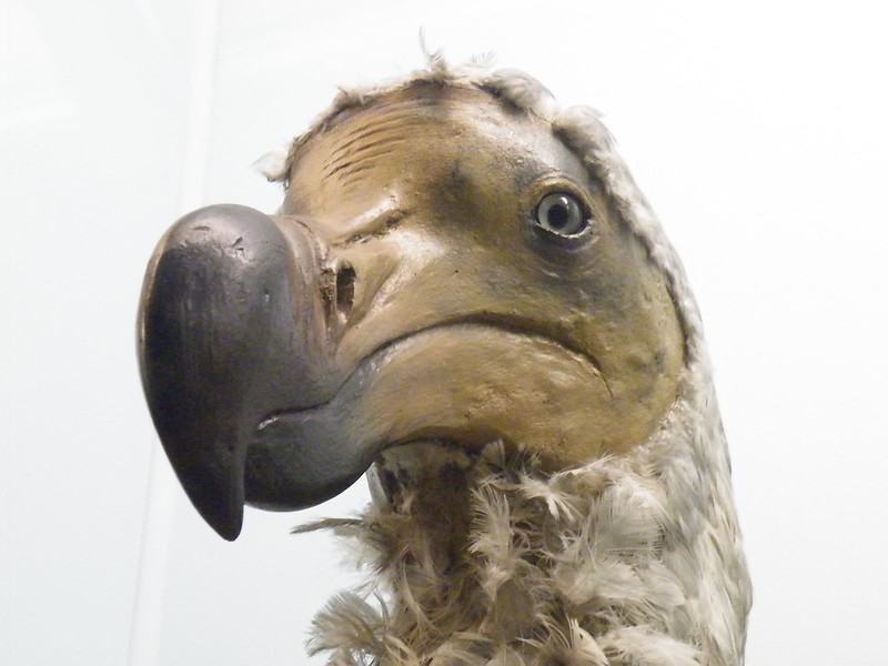 Dead as a Dodo: The Extinct Bird of Mauritius
