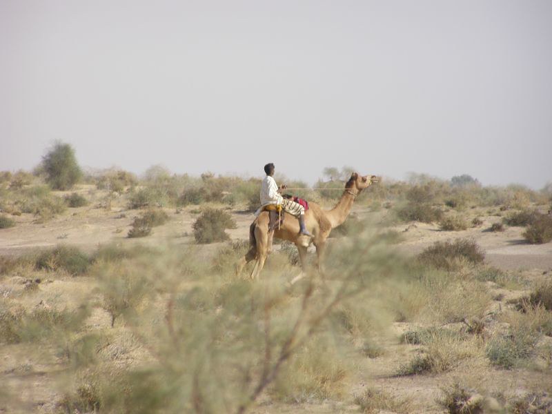 Trekking the Cholistan Desert