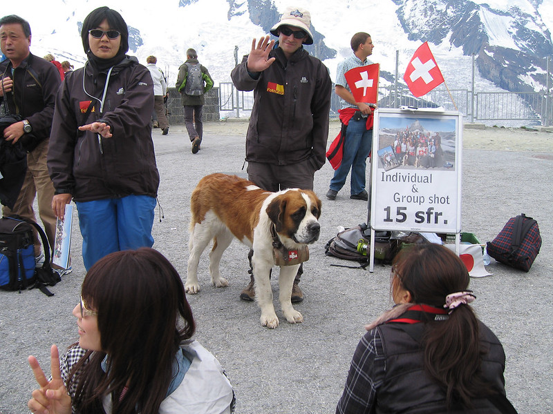 The St Bernard Dog: A Swiss Cultural Symbol