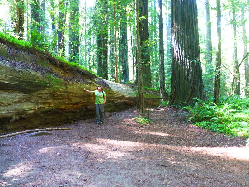 Walking Among Giants: Giant Redwoods