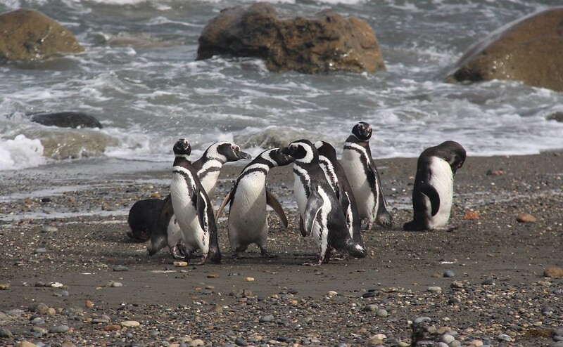 Magellanic Penguin Colony of Seno Otway