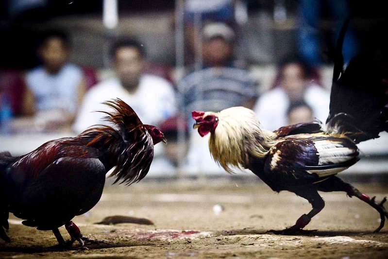Birds of Prey: Hispanic Bloodsport of Cockfighting
