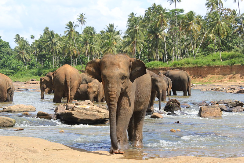Baby Beasts: Pinnawala Elephant Orphanage