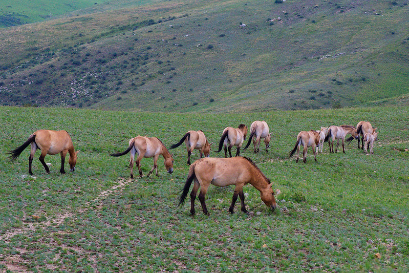 Carriers of Khan’s Army: Takhi Horses
