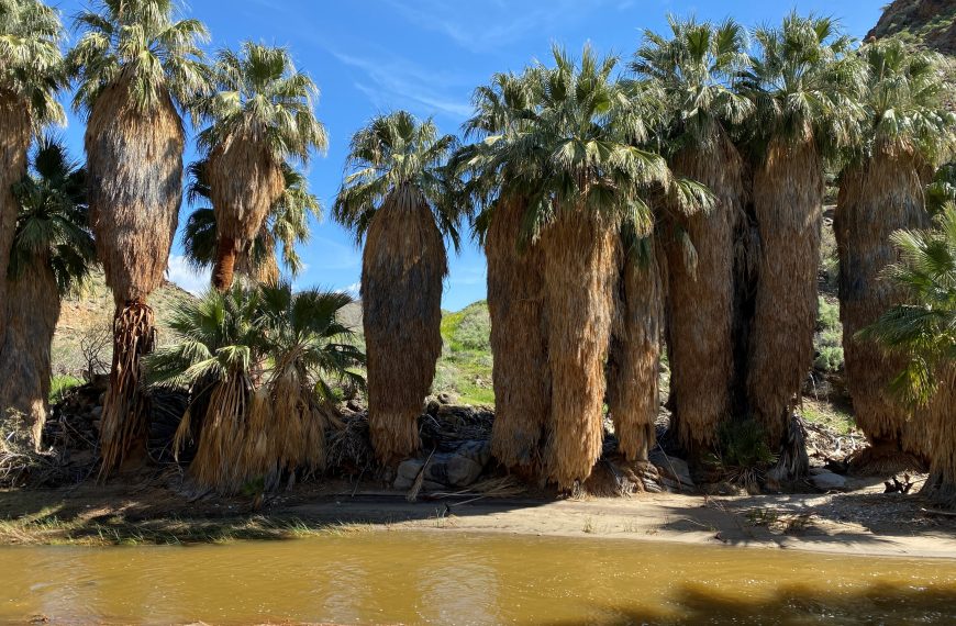 Palm Springs‘ Desert Oases