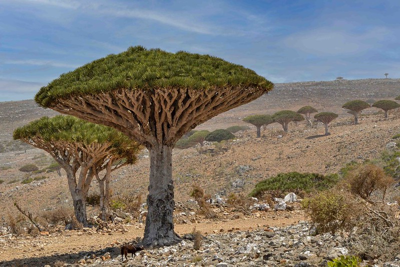 The natural wonders of Socotra