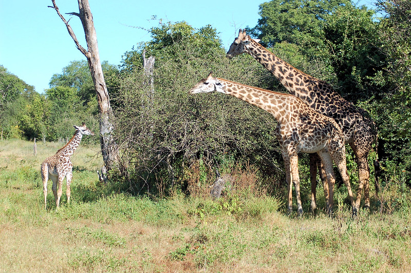 Zambia’s game and wildlife parks