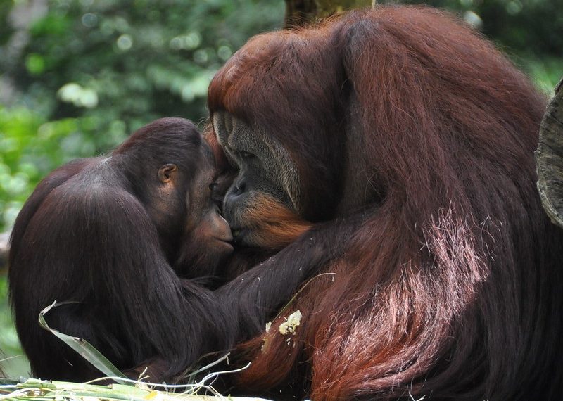 Orangutans in Borneo