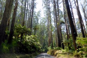Scenic road through the Dandenong Ranges outside Melbourne
