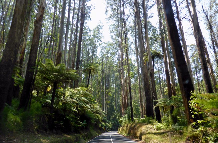 Scenic road through the Dandenong Ranges outside Melbourne