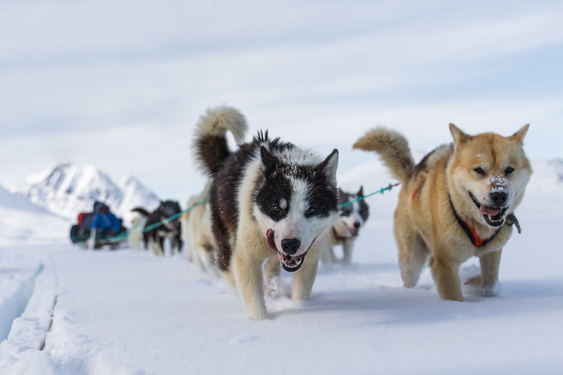 Dog Sledding in Greenland