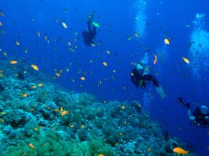 Diving in the Red Sea