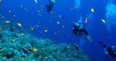 Diving in the Red Sea
