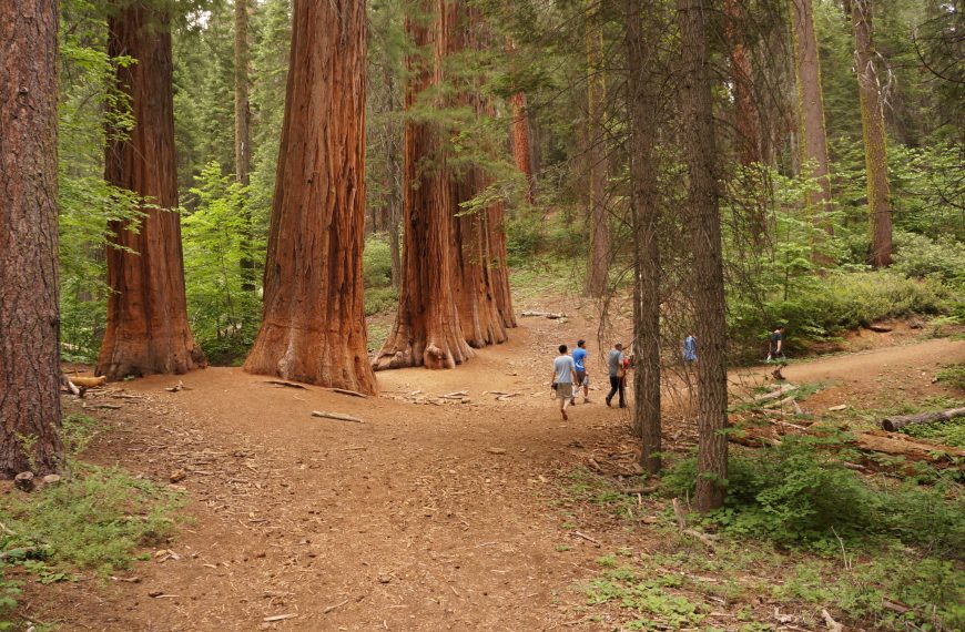 Giant Redwoods of California at home in Britain – BBC News