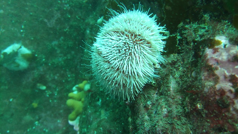 Diving for Sea Urchins at Jeju-do