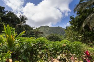 Dominica