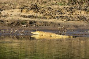 Selous Game Reserve