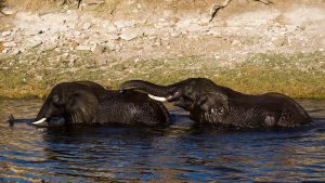 On Safari: Chobe National Park