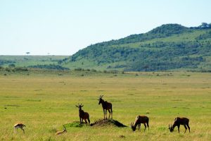 Masai Mara