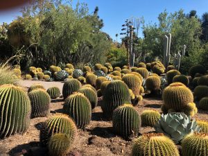 Huntingdon museum cactus garden