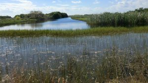 The Everglades