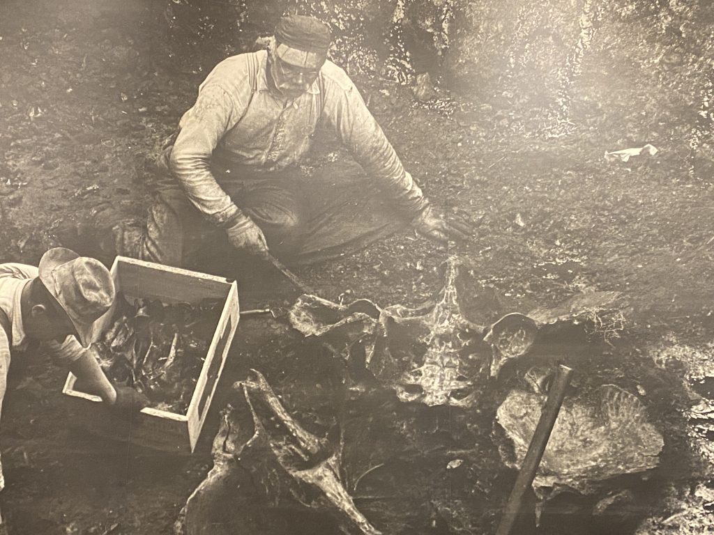 Uncovering dinosaur bones in Central LA early 1900s