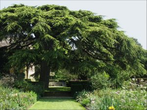 Lebanon’s Famous Cedar Trees