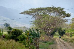 Sugar trains still operate on Viti Levu