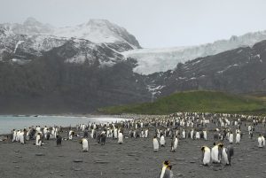 Penguins on South Georgia Island