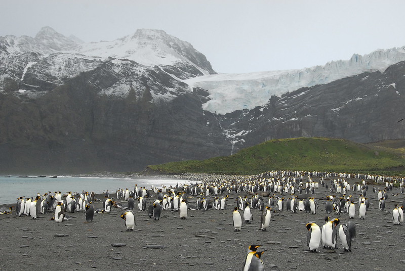 Penguins on South Georgia Island