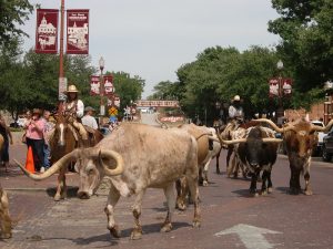 long horn cattle drive