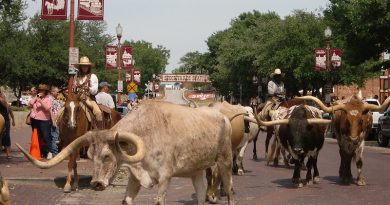 long horn cattle drive