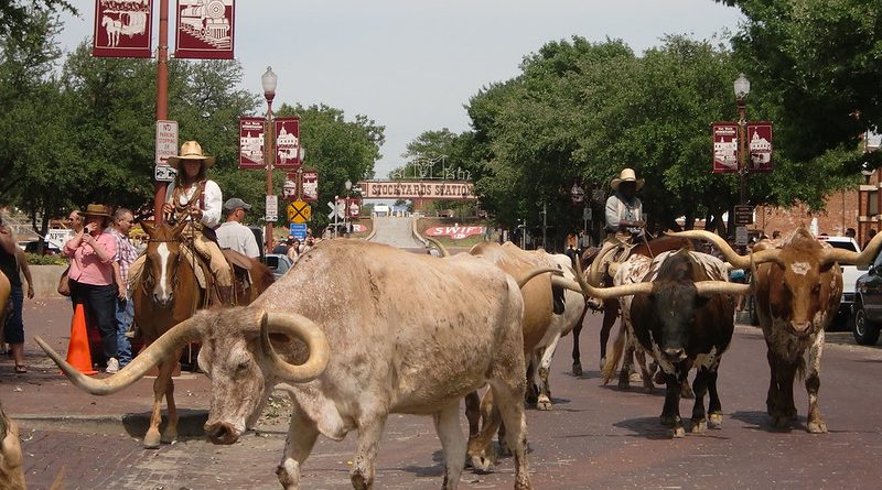 long horn cattle drive