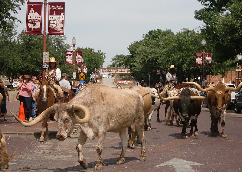long horn cattle drive