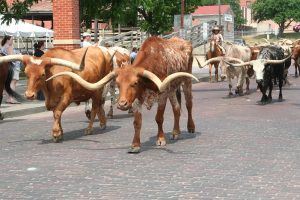 Long Distance Cattle Drive