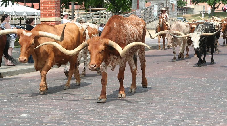 Long Distance Cattle Drive