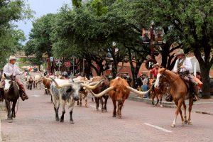 Texas cattle industry