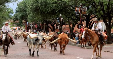 Texas cattle industry