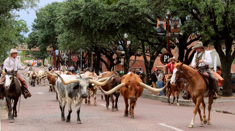 Texas cattle industry