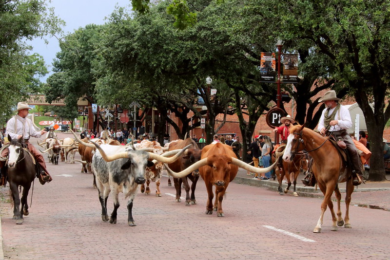 Texas cattle industry