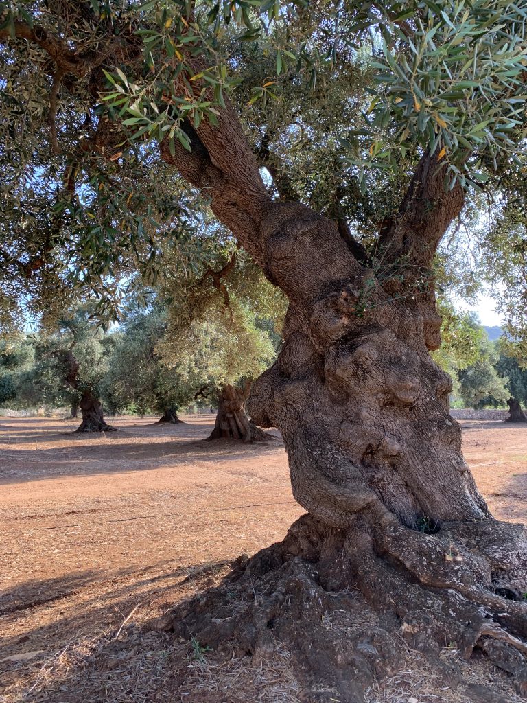 Ancient olive trees of Puglia